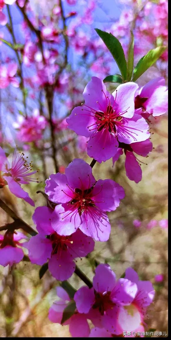 心如向阳，一路鲜花盛开，芬芳相随