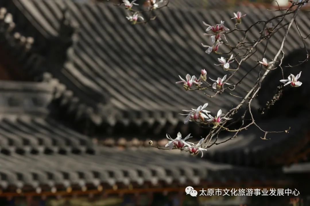 线上展览|“山河春意 锦绣太原——花的世界”主题摄影线上图片展（十）