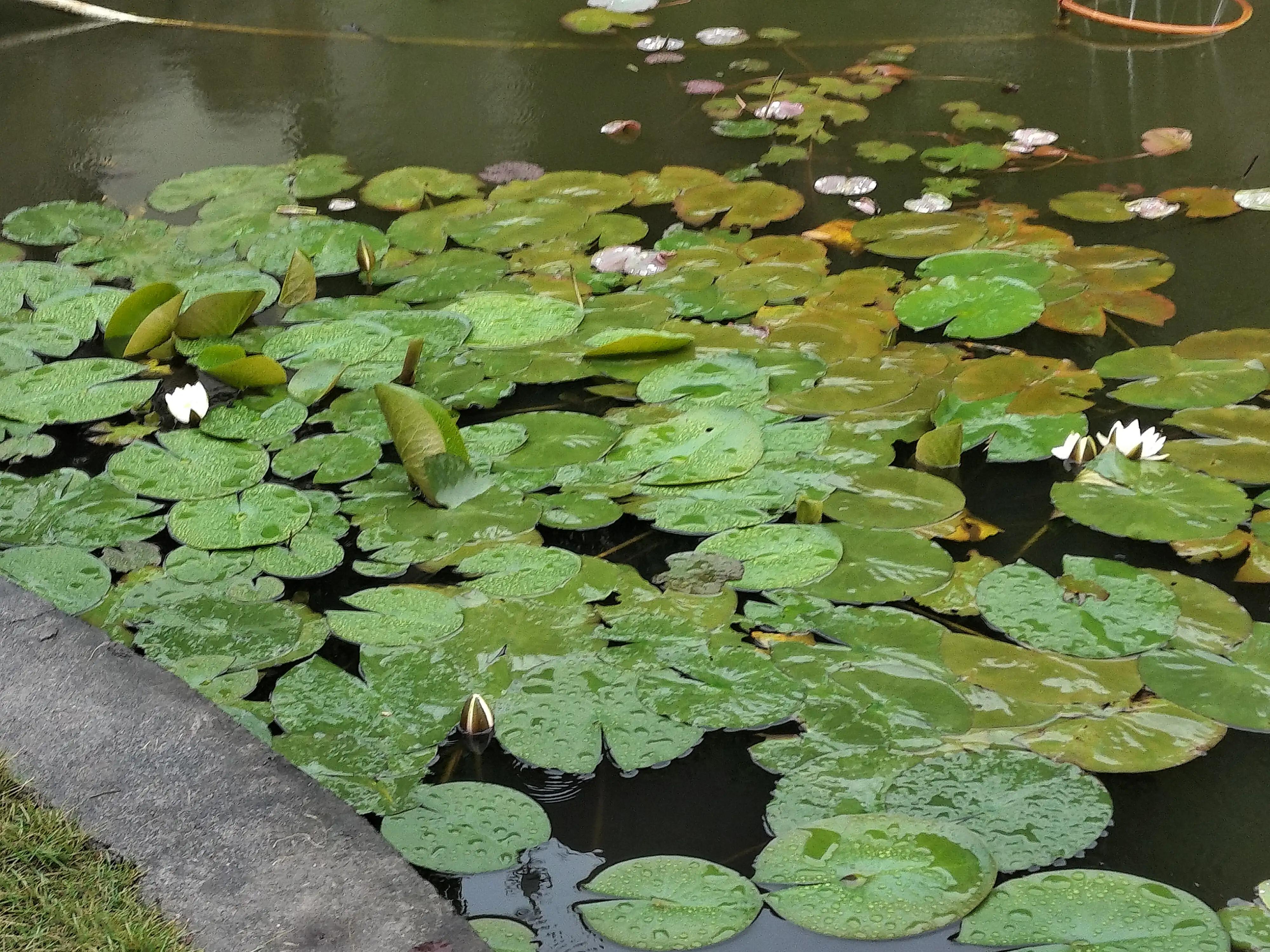 夏日校园限定，雨中的风景