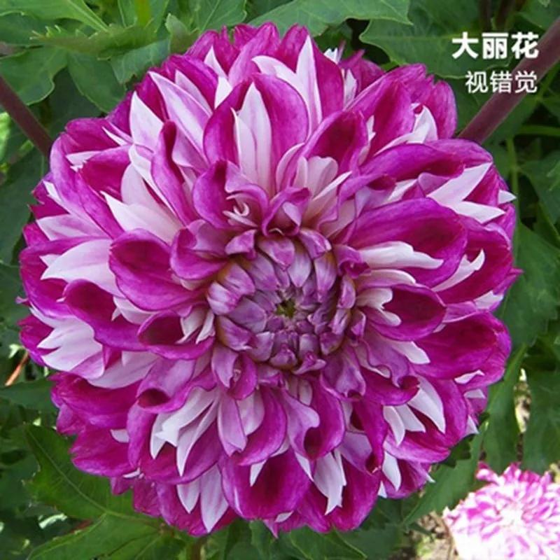花朵美图｜温柔甜美的初吻、大丽花、耧斗菜花朵合集160张