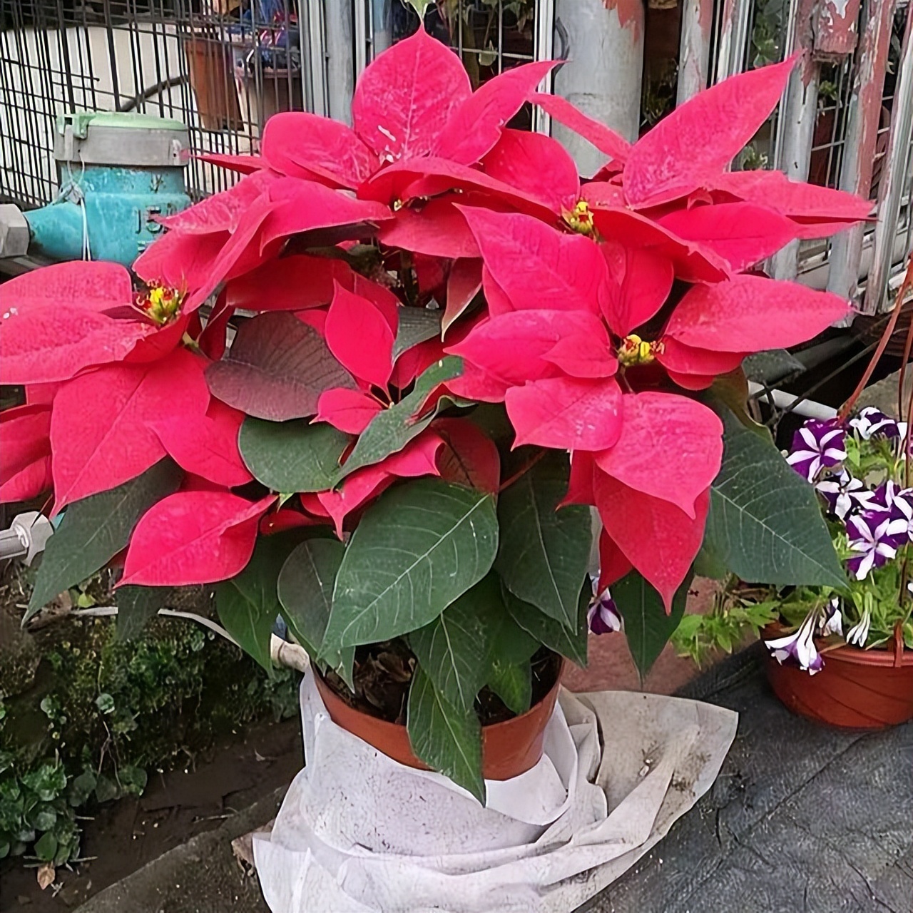 不管多愛養花，家里一定“6不養”，不是誤導，而是過來人的經驗