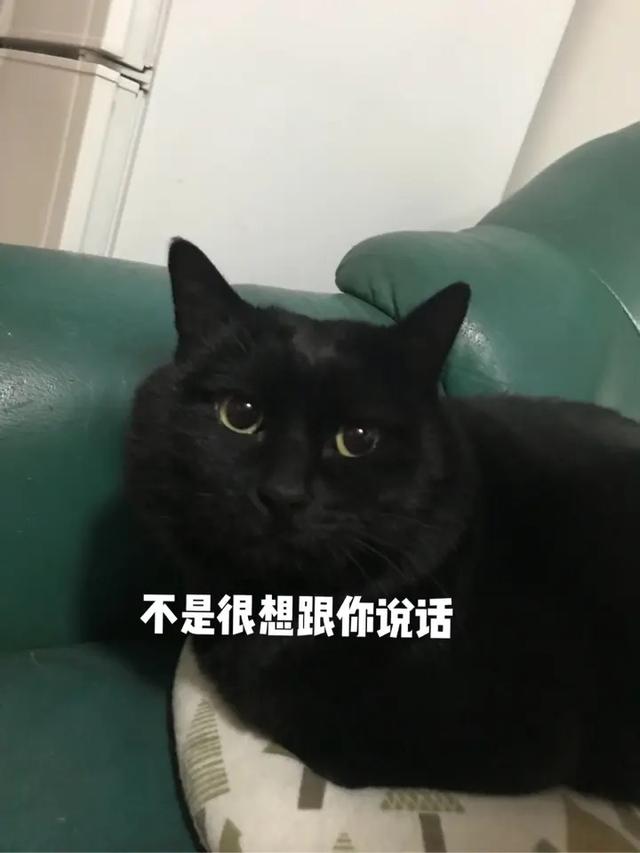 “带着田园猫去宠物店洗澡，却被拒之门外”：养土猫是原罪？