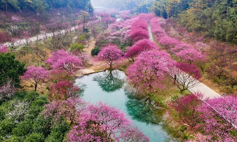 醉美拍点推荐 | 长兴：东方梅园迎春来