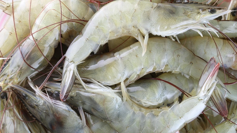 南美白对虾的喂料图图片