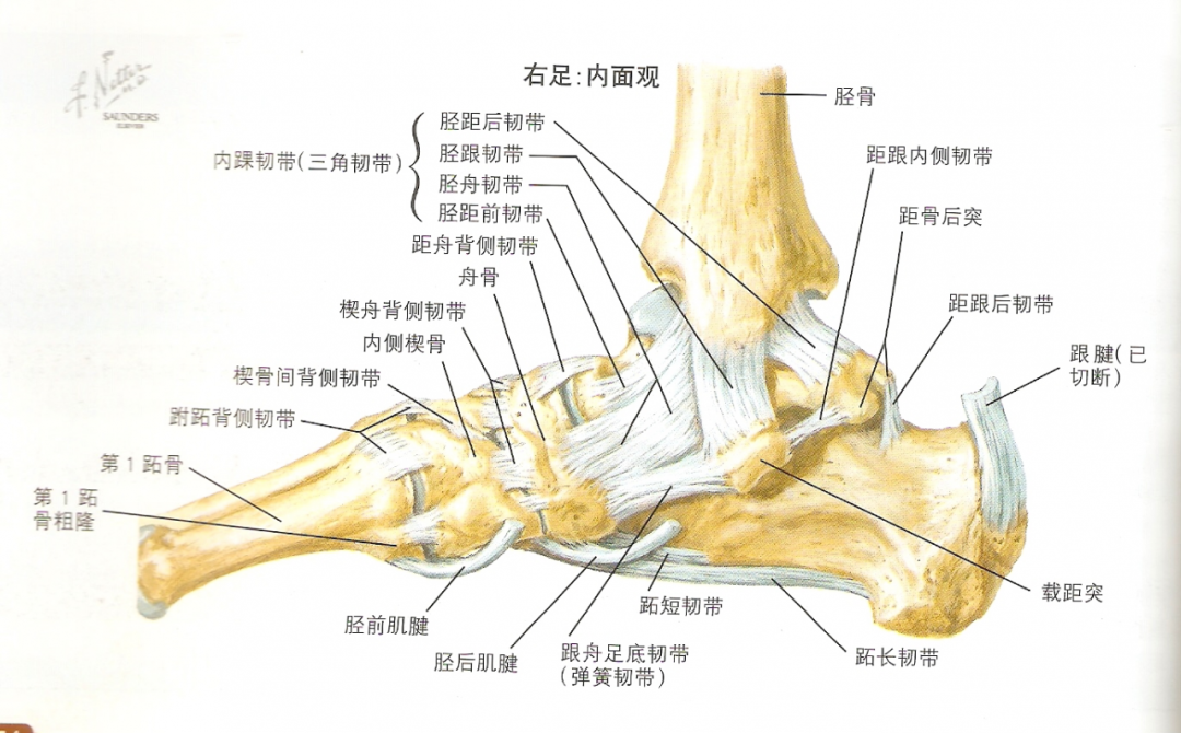 踝关节外侧韧带结构总结:以上内容就是