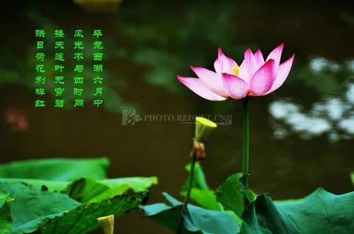 新年伊始，12个月12首诗词，一月一景，绝美诗意，风物人情