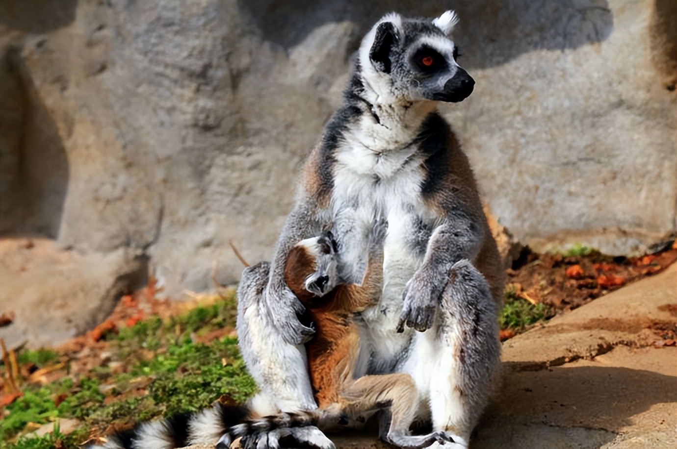 踏青赏花好去处青岛野生动物世界清明假期重磅推出v熊部落