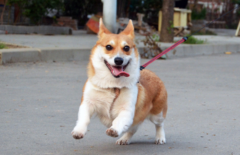 不瞒你说,柯基有这些特征,是纯种没错了