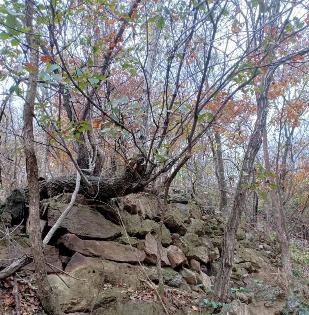 初冬秘境，大栎山24丩