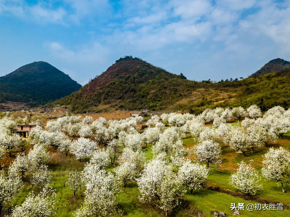 明丽梨花美诗七首：粉淡香清自一家，醉袖迎风雪一杈