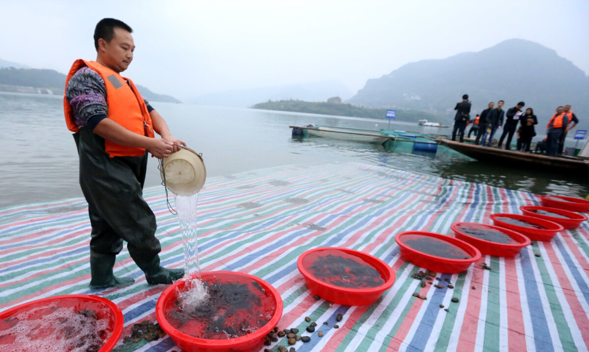 三峡水库的“功臣”：蓄水放鱼20年，“保水鲢鳙”保住了什么？