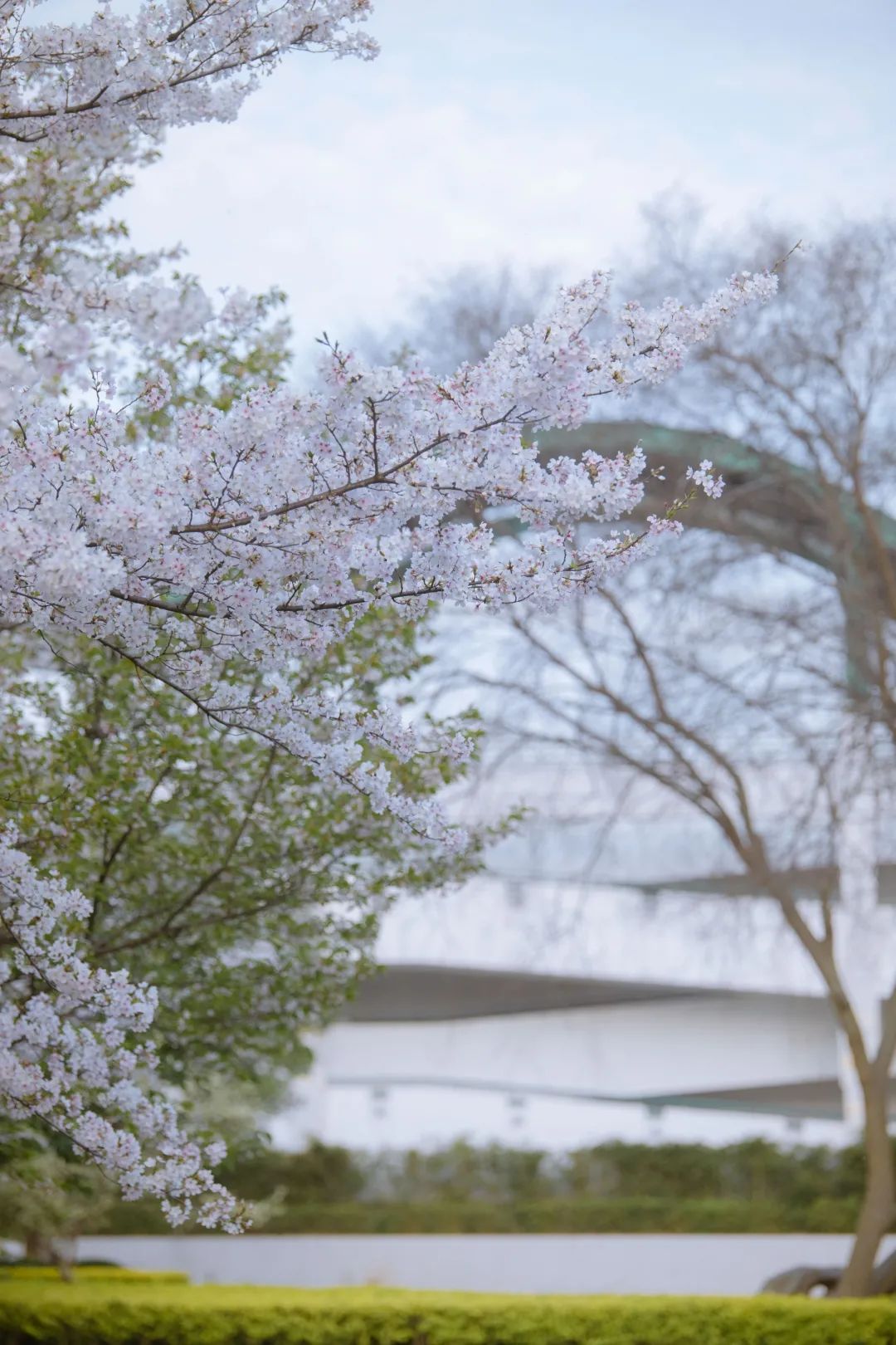 浙大樱雨，许你浪漫春光！每一张都可以做壁纸