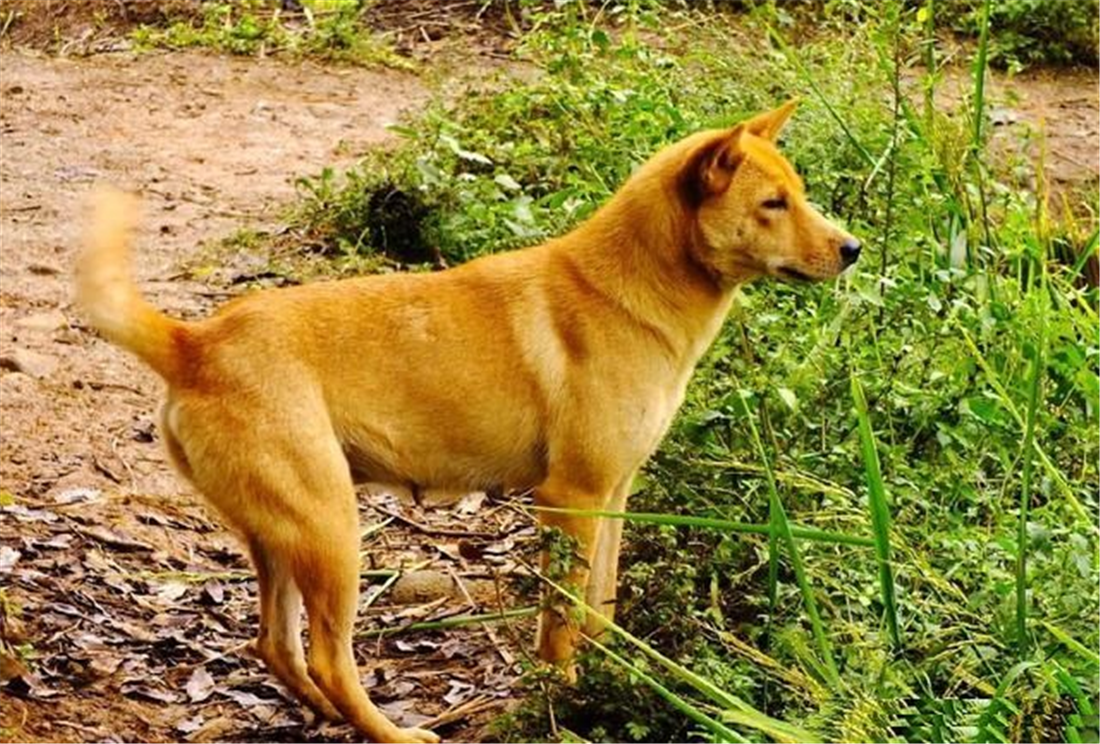 川藏线一土狗,追着车跑,盯着长发女孩看,700天一直在找女主人