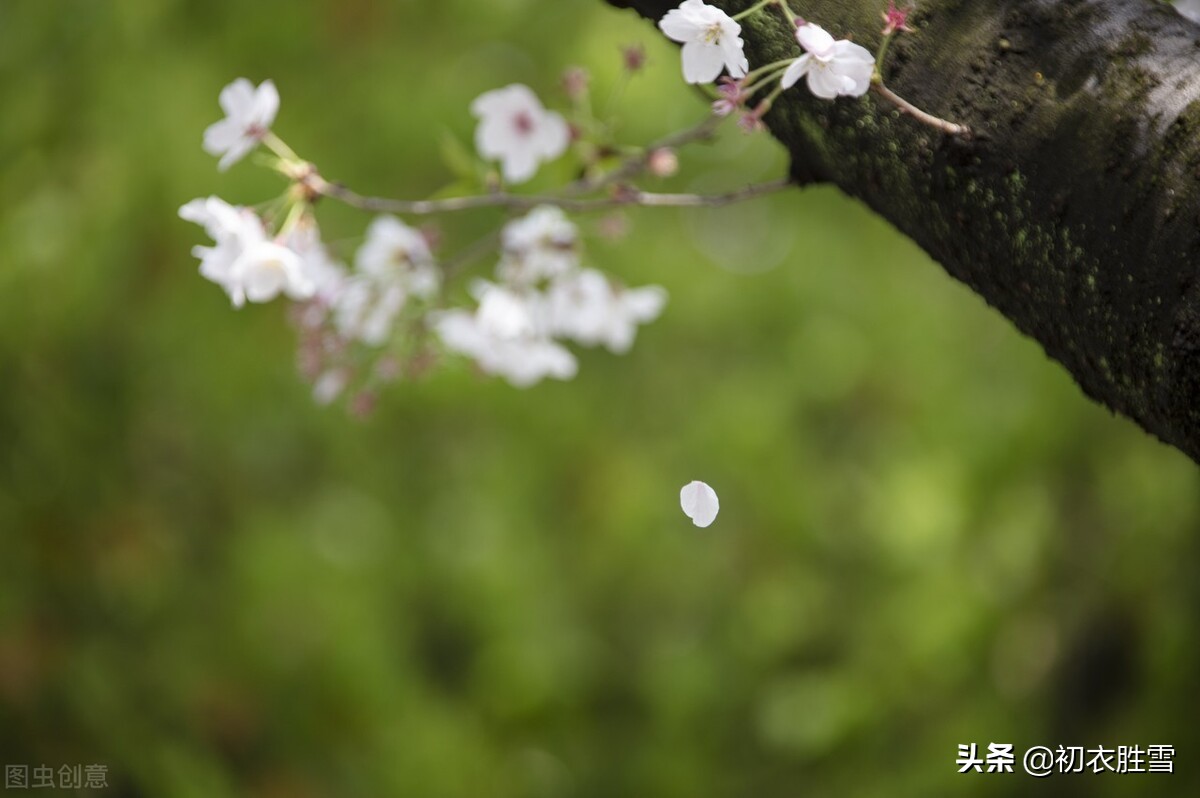 明丽芳草落花美诗六首：白日照绿草，落花散且飞