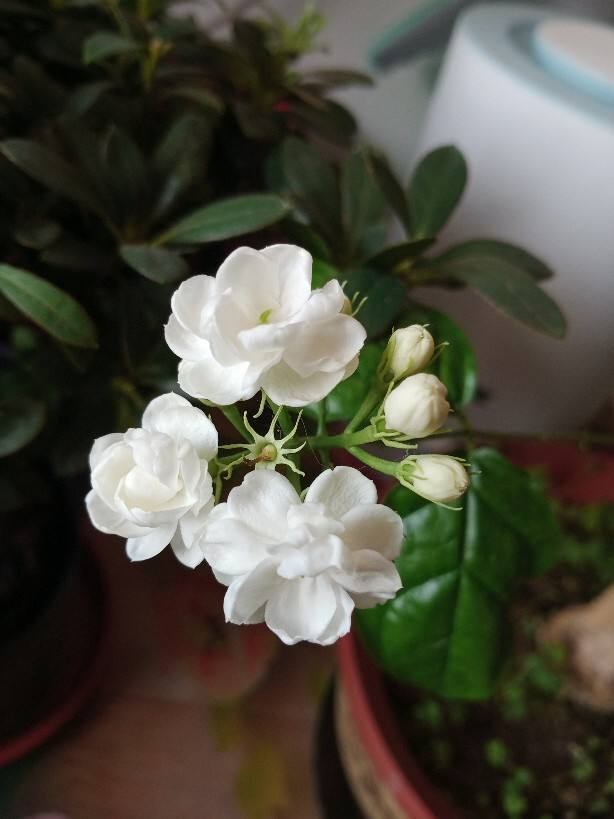 石榴花幾月開,石榴花幾月開花