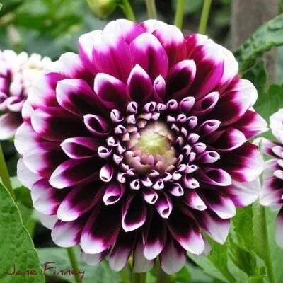 花朵美图｜温柔甜美的初吻、大丽花、耧斗菜花朵合集160张