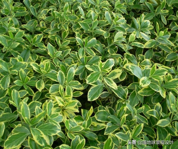私家庭院景观设计：适合南京、合肥一带种植的常绿灌木