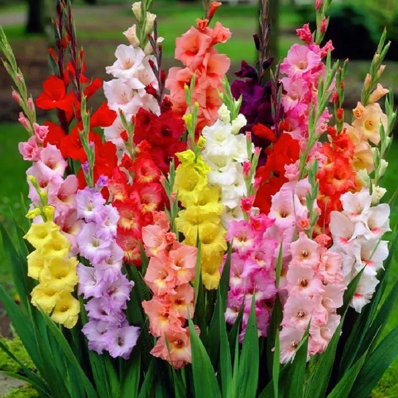 花朵美图｜温柔甜美的初吻、大丽花、耧斗菜花朵合集160张