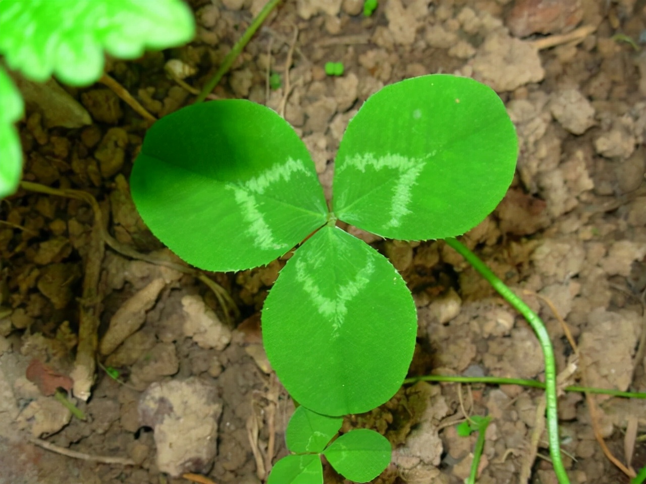 雯心草:美观有余,浪漫不足,花有5瓣,远看很像是一颗颗水滴.