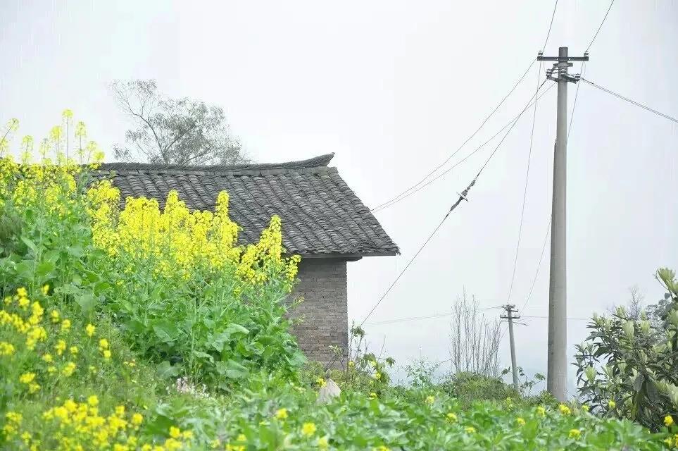 花开的清浅，风跟的紧，摇落花瓣入杯盏，荡漾出一个诗意的春天