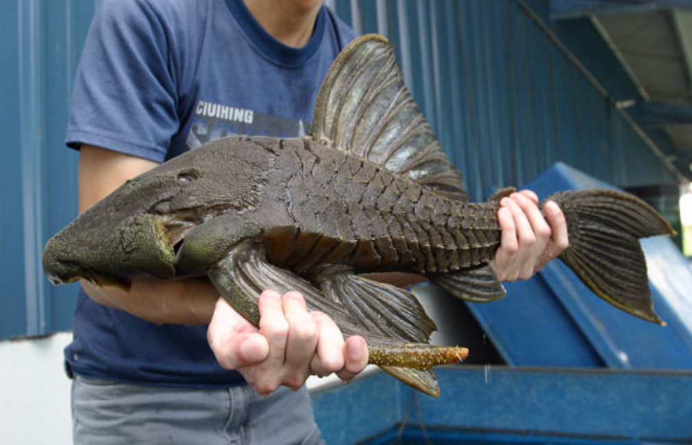 清道夫什么意思日益泛滥的清道夫鱼可能被我们在未来吃成濒危物种吗