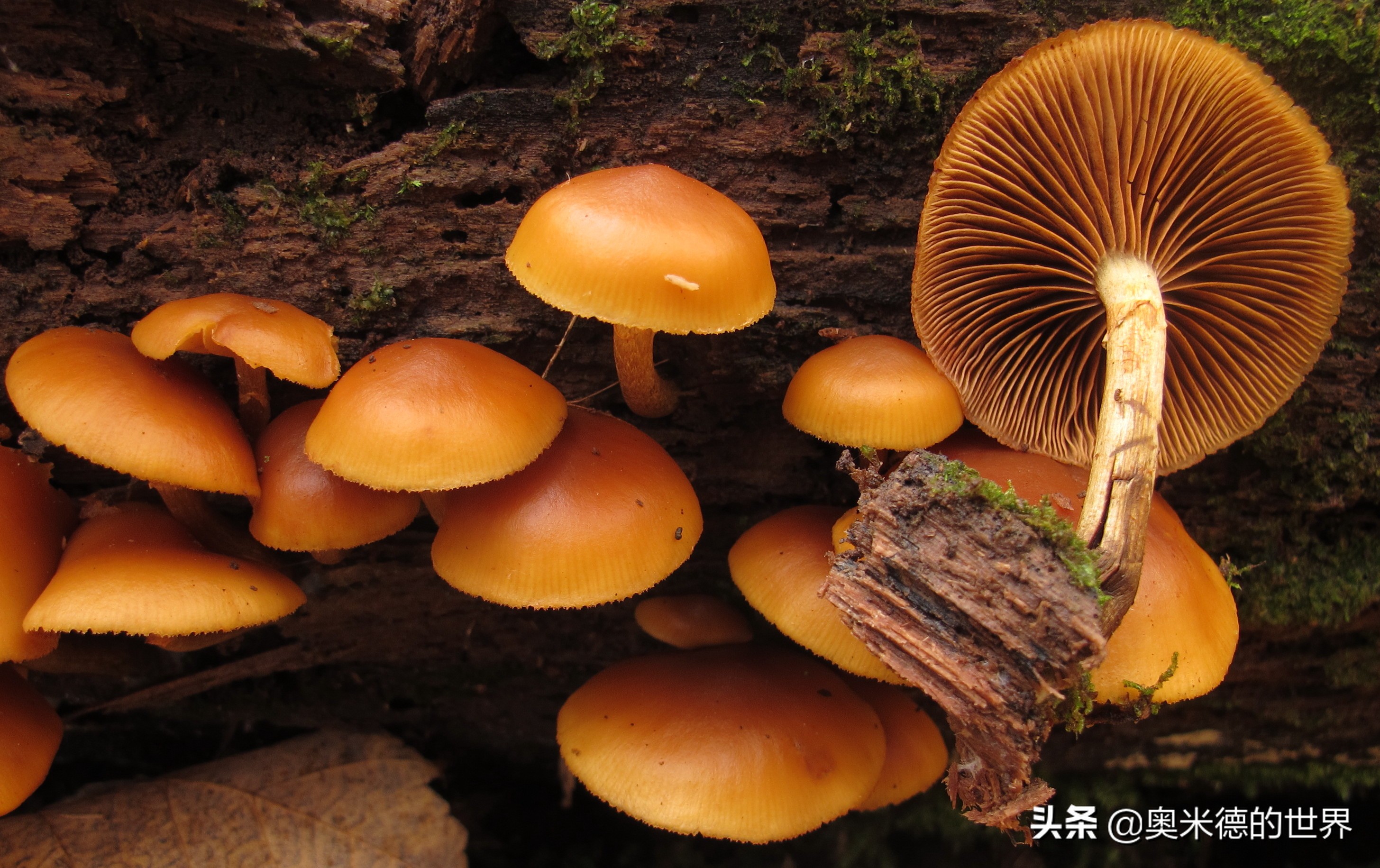 全世界最毒的十种蘑菇，中国最毒的蘑菇致命白毒伞上榜