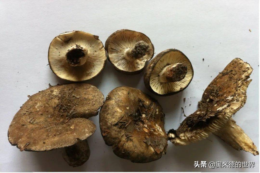 全世界最毒的十种蘑菇，中国最毒的蘑菇致命白毒伞上榜