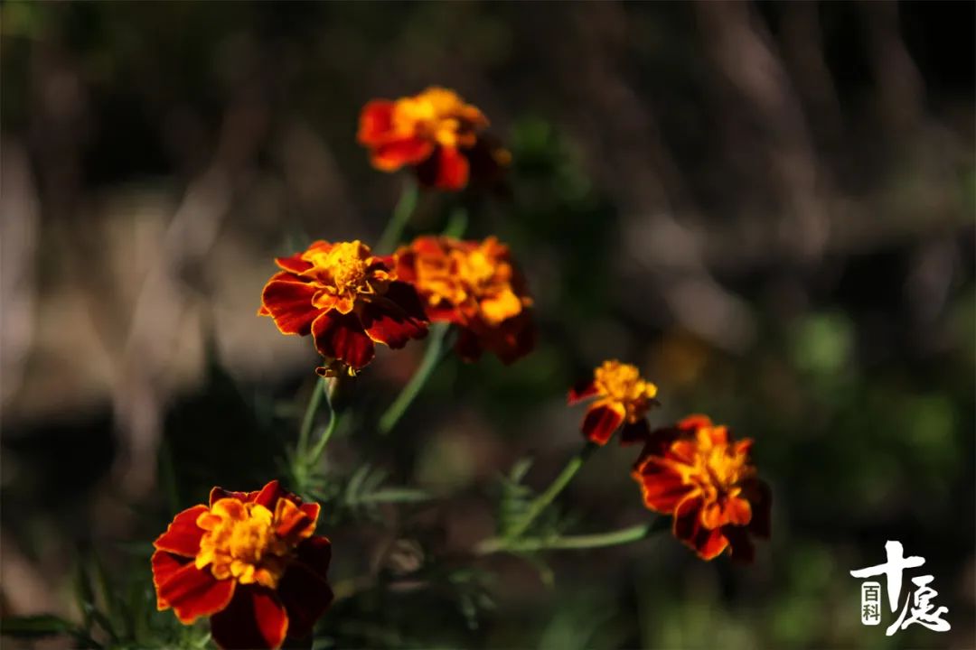 法云赏花小感：愿如花儿一般从容平淡