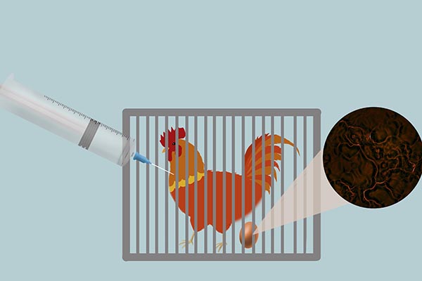 研究显示吃鸡肉胃癌风险降低25%，但是担心鸡肉含有激素怎么办？
