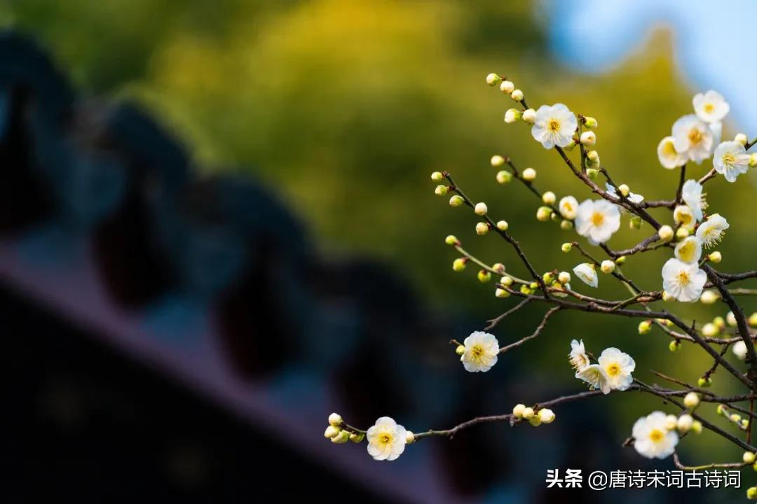 梅花，怎么样都好看