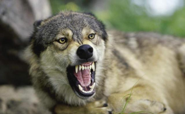 狼发怒的样子图片