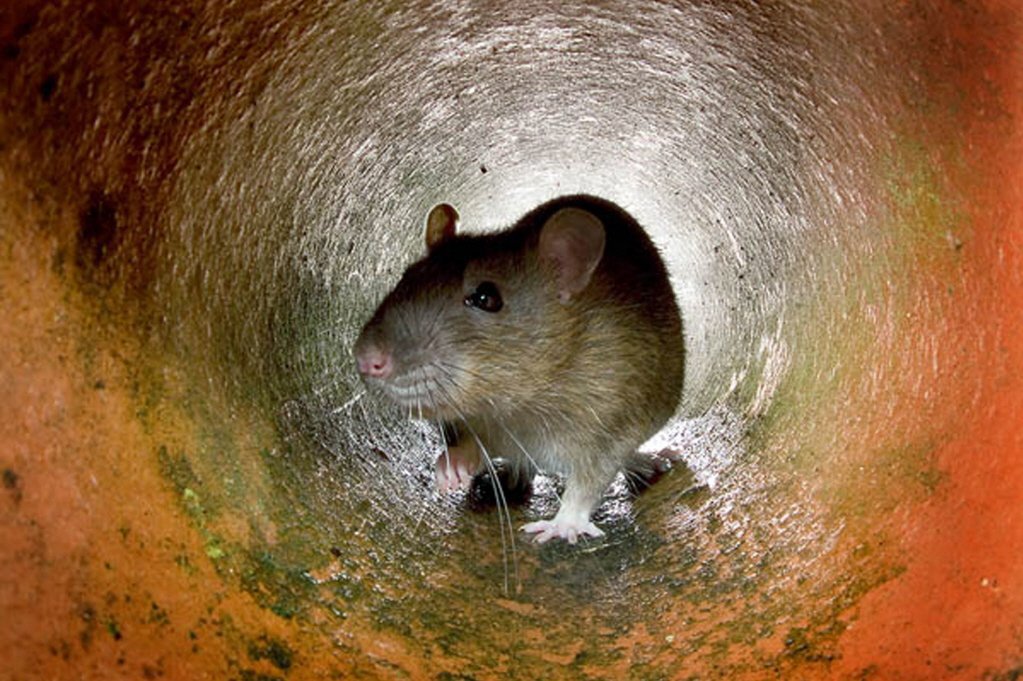 老鼠吃婴儿鼻子嘴唇(老鼠有多强的) - 乐宝宝贝