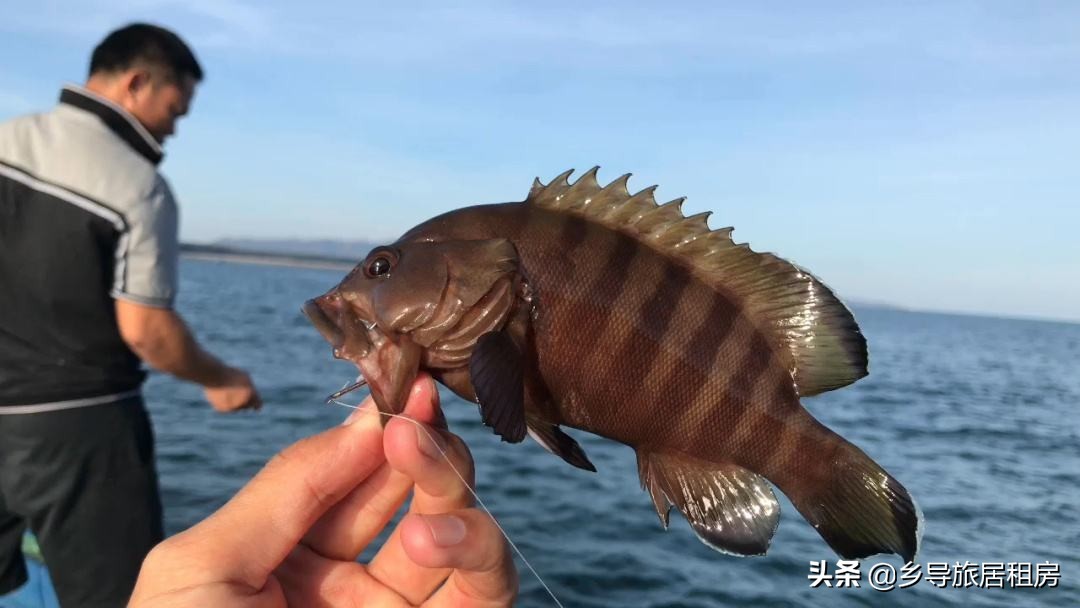 石斑魚圖片,石斑魚圖片大全 圖片高清