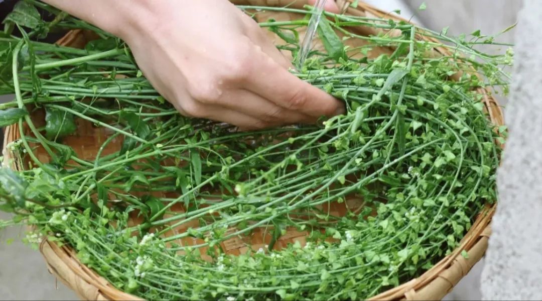 三月初三,记得用这草煮鸡蛋,人称"赛灵丹",寓意一年身体好