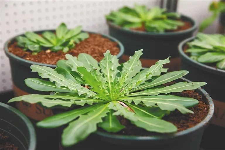 草房创业，打破封锁！征程64年，海南大学屡创第一，享一流之名！