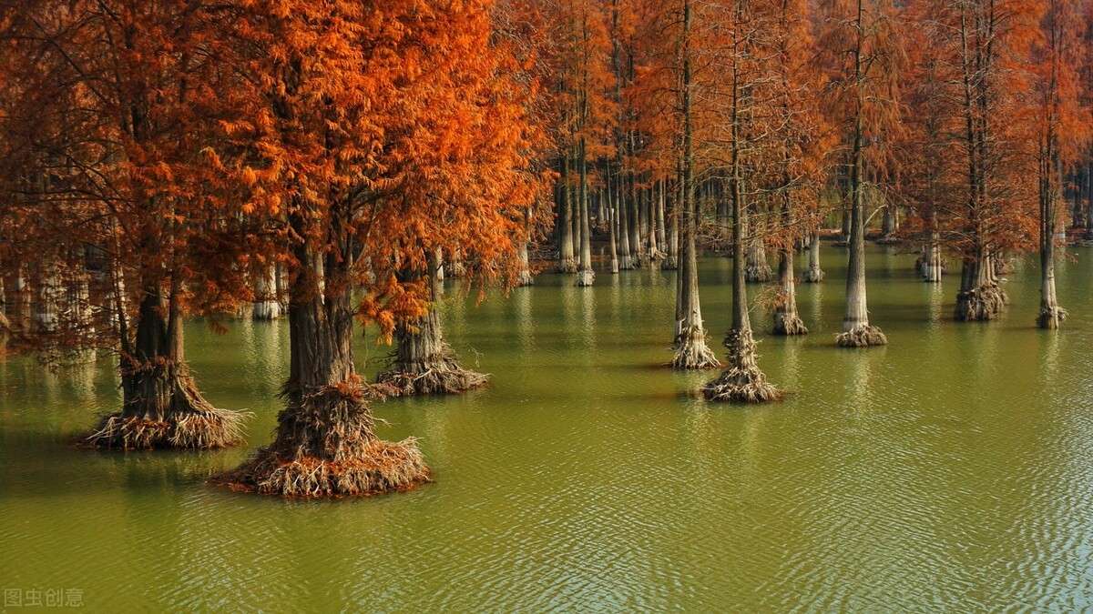 到江浙沪看最美水上森林，那么这六个地方必须打卡！千万不要错过插图11