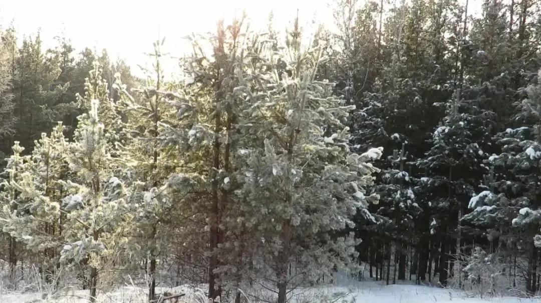 雪的句子短句唯美 喜欢雪的句子短句唯美 励志名言 好词好句网