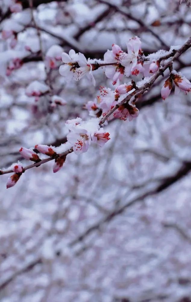 当春花遇上春雪,看京城别样的诗意与浪漫