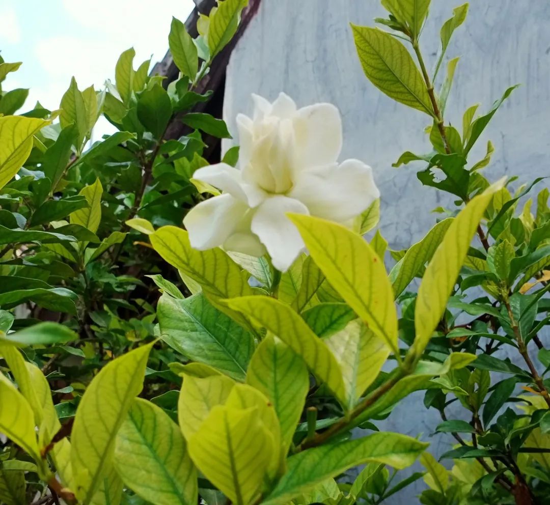 栀子花盆景（室内盆栽栀子花养护全指南介绍）