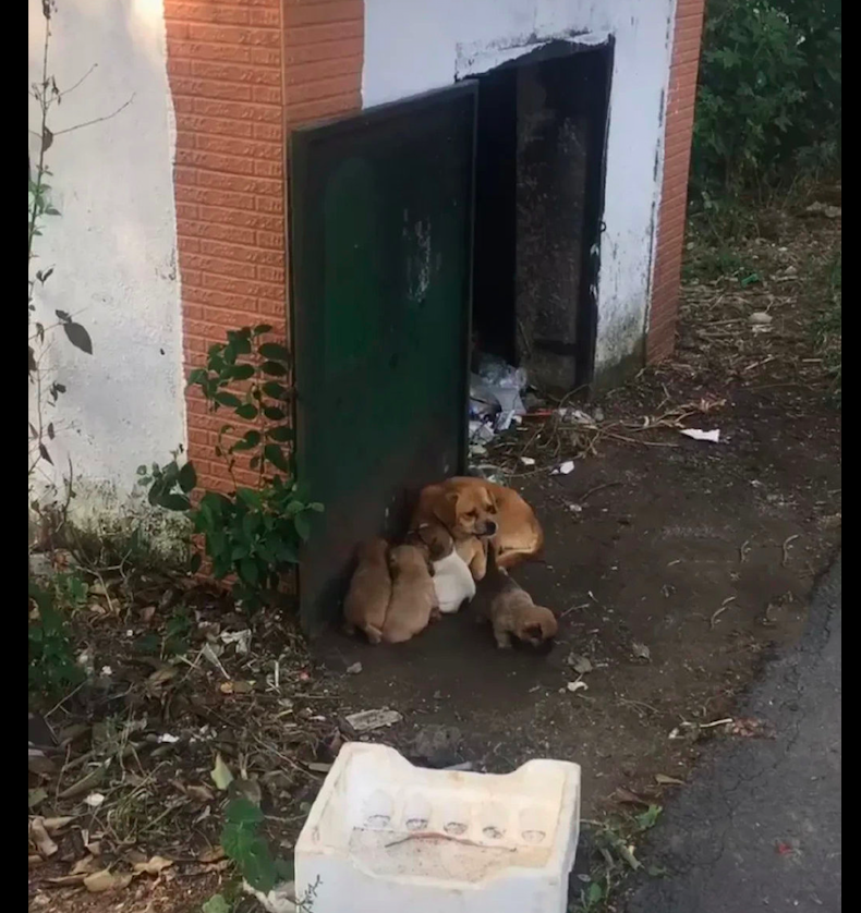 流浪狗在垃圾站旁安家，还生下了5只可爱的小狗，吃喝都不愁