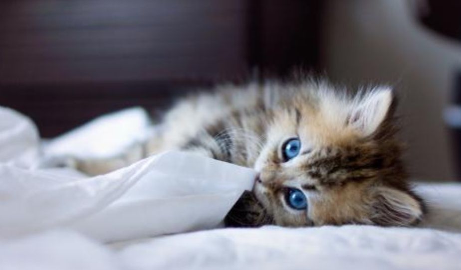 猫咪便秘的原因有哪些？如何在家里帮猫咪缓解便秘