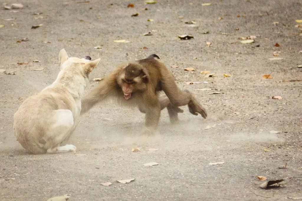 印度小猴被狗咬死,猴群摔死250只狗崽报复!猴子为何这么记仇?