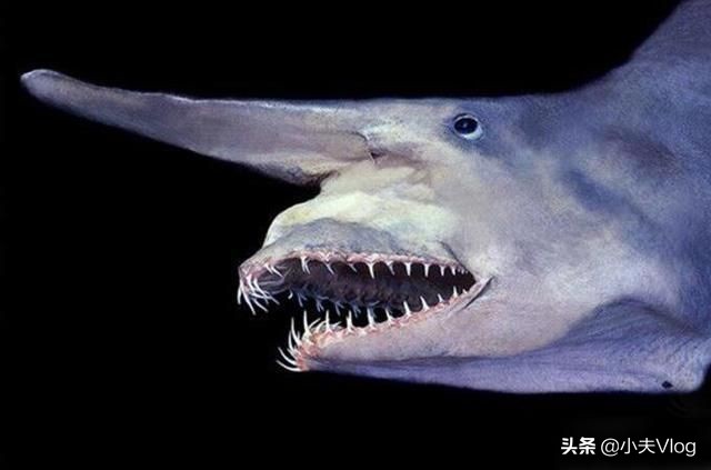 哥布林鲨鱼图片(世界上长得最丑的生物之一哥布林鲨)