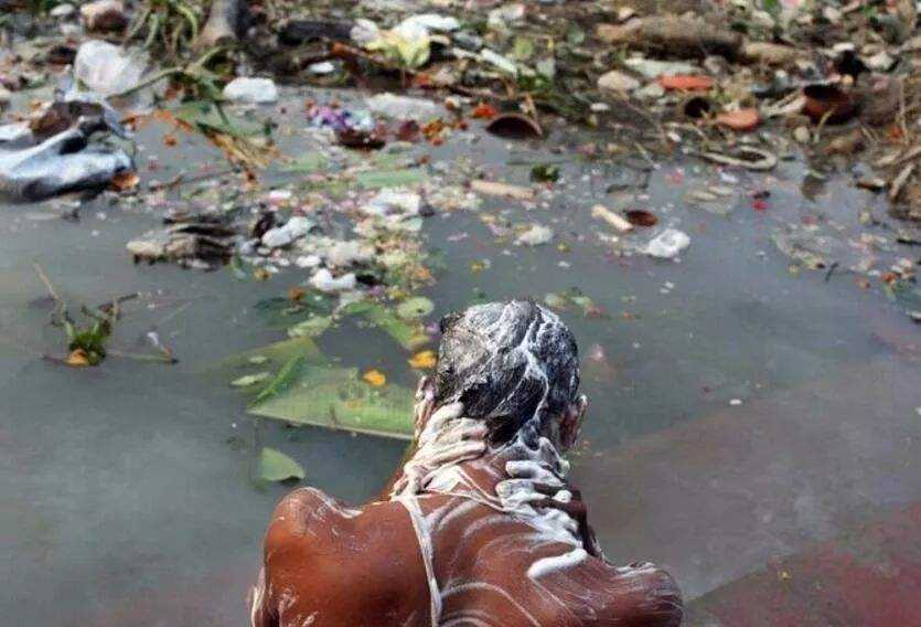 人工甲鱼价格多少一斤印度恒河鳖泛滥成灾