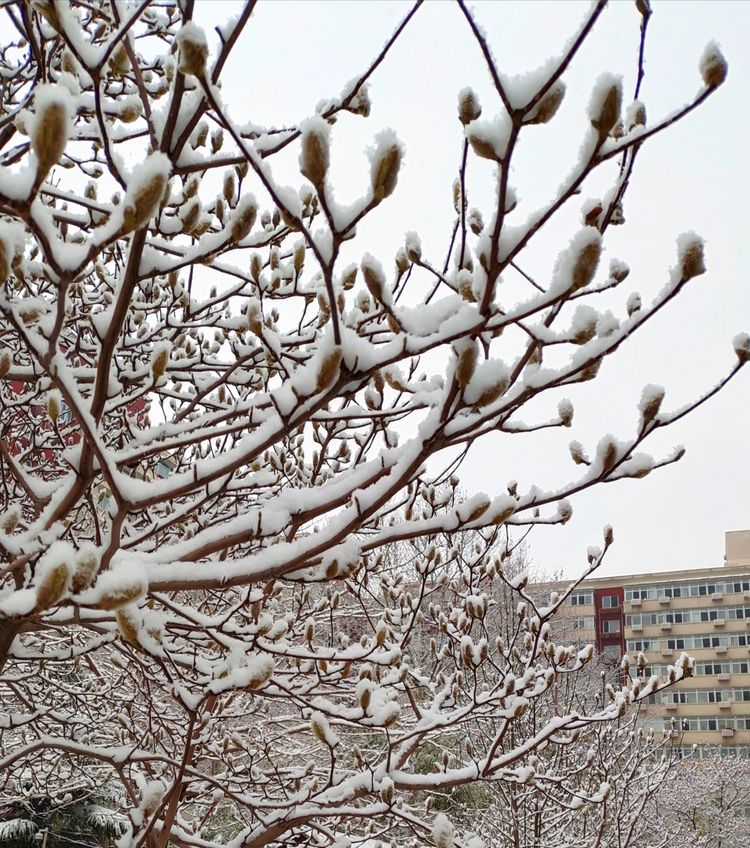 一场雪，让这里的春天真美 摄影/诗文：李武兵