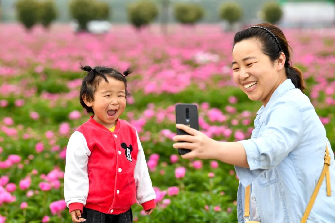 安徽亳州：芍药花儿开 静待客人来