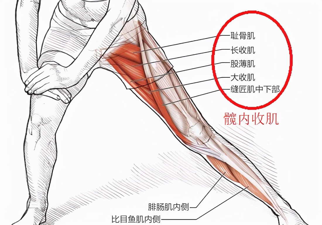 大腿内侧隐隐作痛 可能是 弹响髋 惹的祸 天天看点