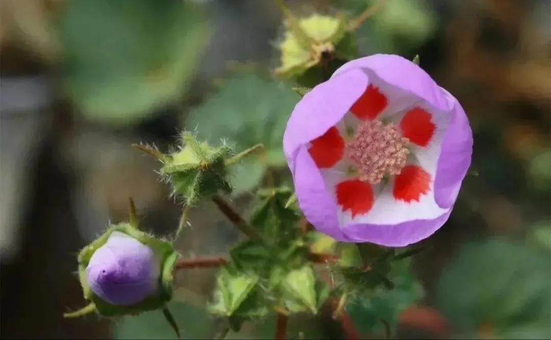 稀世奇花66幅，难得一见，朵朵精品，值得收藏