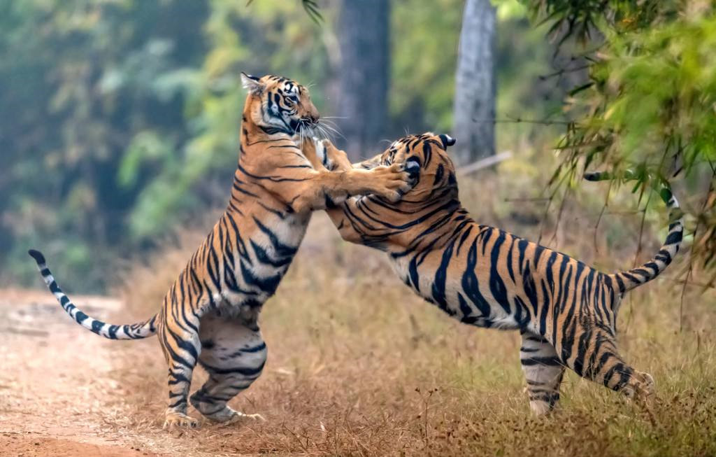 为了让自己后代的存活率提高,老虎通常在11月份到次年2月份之间进入