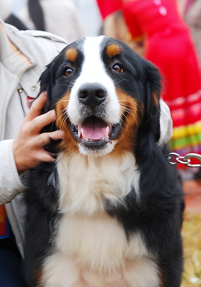 性格很稳重,可能小时候有些调皮,它们对待其它动物和小孩子都十分温柔